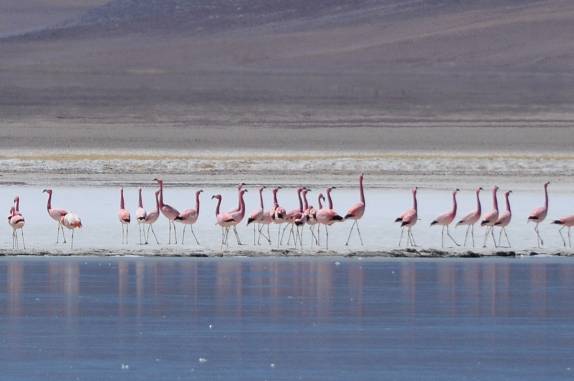 Os flamingos da Laguna Santa Rosa, no Parque Nacional Nevado Tres Cruces, região do Paso San Francisco, próximo à Copiapo, no Chile